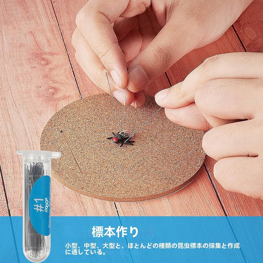 昆虫標本　コレクション 昆虫標本コレクション！アトラスカブトムシ- 三宝堂オンライン